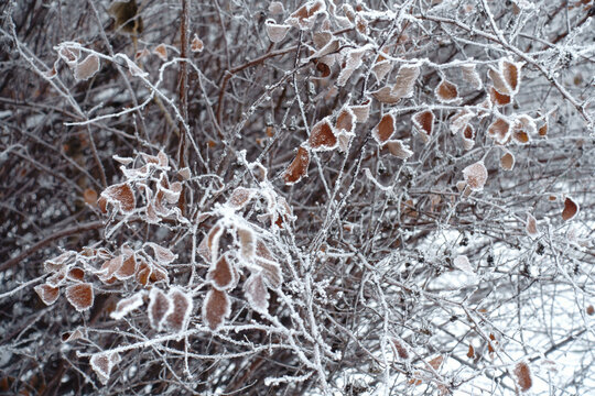 Anilingus Bilder Durchsuchen 2,055 Archivfotos, und