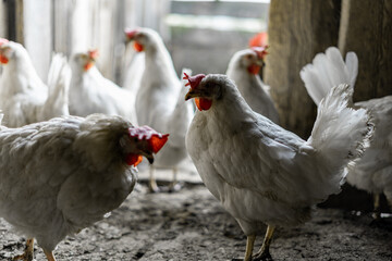 Two white chickens stand against the background of a flock of chickens at the exit of the chicken coop. Farm