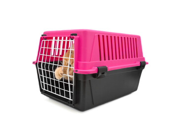 ginger red british male shorthair cat inside a closed cat carrier box