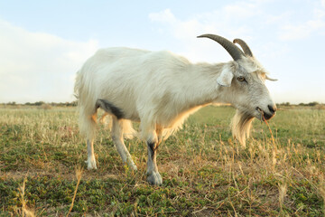 White goat grazing on pasture. Animal husbandry