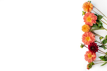 orange and burgundy autumn dahlia flowers on a white background with space for text