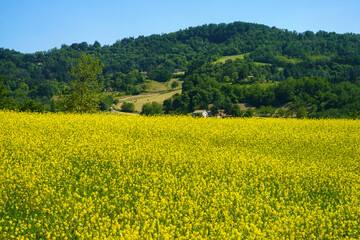 Rural landscape on the hills near Bologna, Emilia-Romagna.