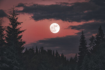 Landscape. The moon in a bright colorful sky above the tops of fir trees in the mountains. Dark tone and vintage image