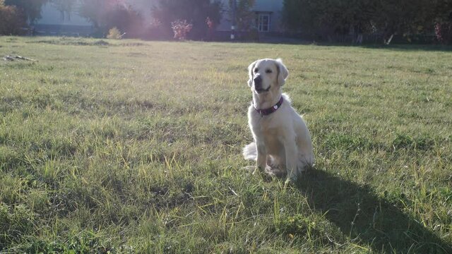 Adorable Golden Retriever on the background of nature