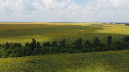Cloudy sky over the sunflower field during the day, aerial view. Trees in the middle of a field of sunflowers.