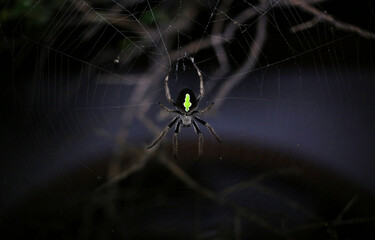 Garden spider with bright green pattern amazing arachnid