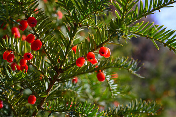 Red berries growing on evergreen yew tree in sunlight, European yew tree