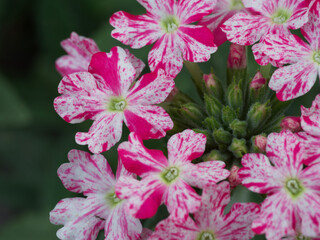 Verbena flowers, close-up shot. An inflorescence of small flowers with variegated red and white petals.