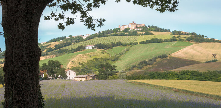 Arcevia, Ancona. Panorama rurale con campi di grano e frange di bosco verso il borgo con castello di Piticchio.