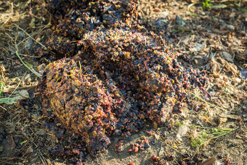 grapes squeezed on juice