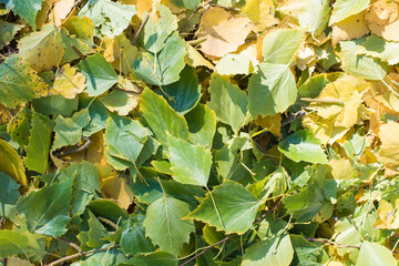 background with birch leaves, branches