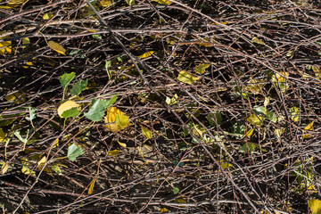 background with birch leaves, branches