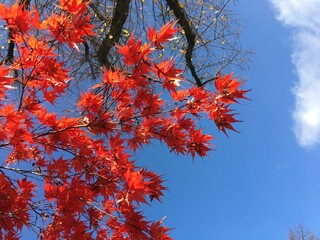 red maple leaves