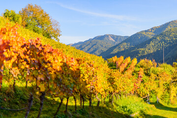 Colorful vineyard, vine leaves, in autumn of white and red grapes