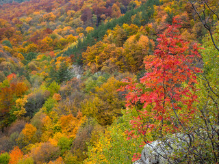 autumn color in "Stara Planina" in Bulgaria
