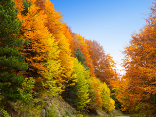 Fototapeta premium autumn color in Stara Planina in Bulgaria_3