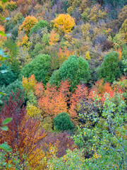 Fototapeta na wymiar autumn color in Stara Planina in Bulgaria_4