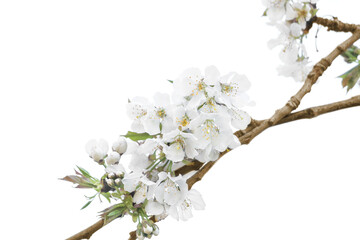 Fototapeta na wymiar Blossoming fruit branch isolated on white background.