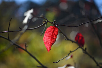 Lonely red leaf on a tree branch on a blurred background. Loneliness and autumn concept. Selective focus