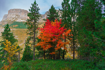 Oto&ntilde;o en Ordesa