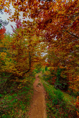 Fototapeta na wymiar Bosque en otoño lleno de colores