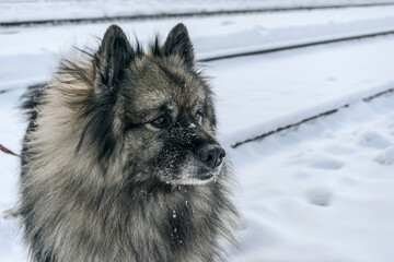 Cute fluffy Keeshond breed dog walking in the snow in winter