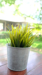 Wheat grass sprouts  in aluminium pot plant decorate on the table with shadow of sunlight.