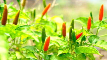 Hot chilli pepper on tree in the vegetable garden. Selective. Selective focus, shallow depth of field.
