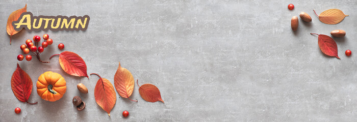 Autumn panoramic background in gray and orange: wecorative pumpkin, acorns, berries and red leaves...