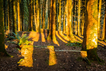 Mountain biking jump ramps in a coniferous woodland