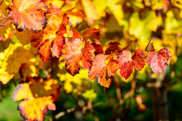 Naklejka na ściany i meble Colorful vineyard, vine leaves, in autumn of white and red grapes