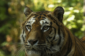 close up of asian tiger 