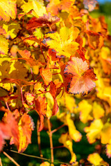 Colorful vineyard, vine leaves, in autumn of white and red grapes