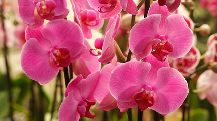 Fototapeta na wymiar Orchid. Phalaenopsis.