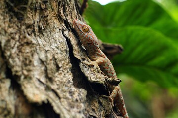 the gecko is on the tree trunk