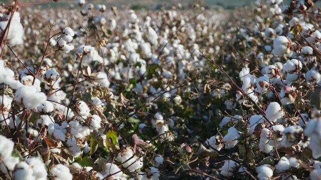 Personal perspective of walking in white cotton field. Farming in rural countryside landscape.