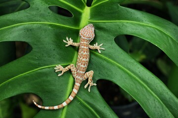 A gecko is on a green leaf