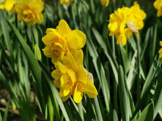 Obraz premium A lot of yellow terry daffodils on a flower bed in the park on Elagin Island in St. Petersburg.