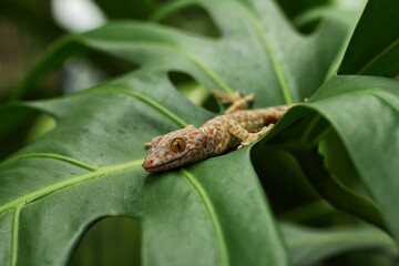 A gecko is on a green leaf
