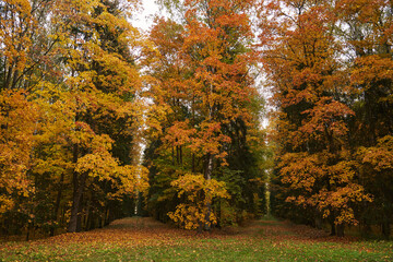 autumn forest. autumn foliage. colorful trees in the forest.