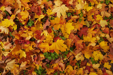 Naklejka na ściany i meble autumn foliage. multicolored maple leaves fell on the green grass. carpet of autumn fallen leaves