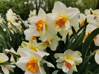 A white daffodil with a bright orange center on a flower bed in a park on Elagin Island in St. Petersburg.