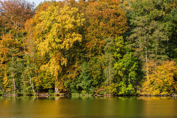 Fototapeta premium Ufer eines Waldsees mit altem Laubbaumbestand in buntem Herbskleid