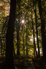 Obraz premium Gegenlichtaufnahme in einem herbstlichen Laubwald