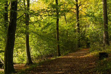 Fototapeta na wymiar Spaziergang in einem bunten herbstlichen Laubwald