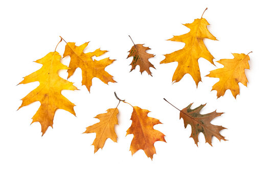 a set of red oak leaves in autumn beauty on a white background. Herbarium of Nature. Top view