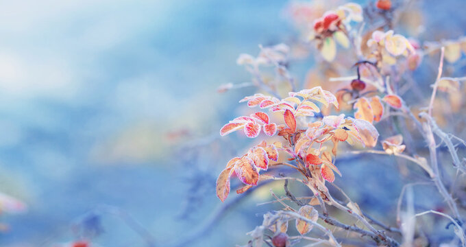 autumn leaves and rose hips in frost crystals on  sunny morning