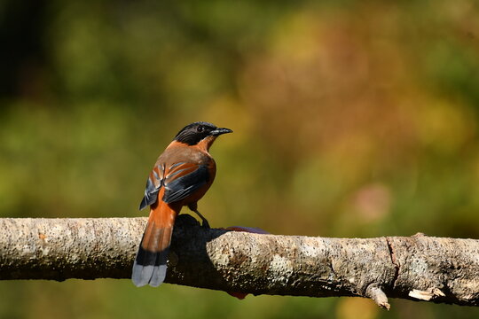 The Rufous Sibia - Himalayan bird