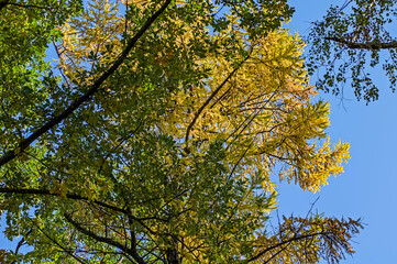 autumn leaves against blue sky