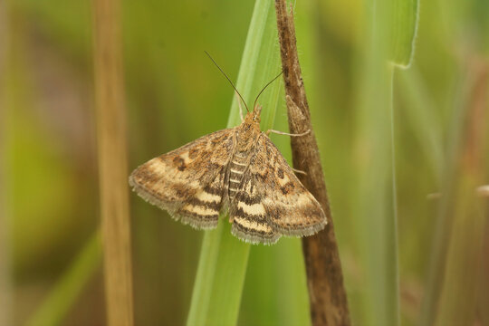 Closeup of the straw-barred pearl , Pyrausta despicata